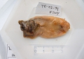Echiurus echiurus, echiuran worm, from cod stomach