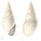 Rissoina mohrensterni Deshayes, 1863
