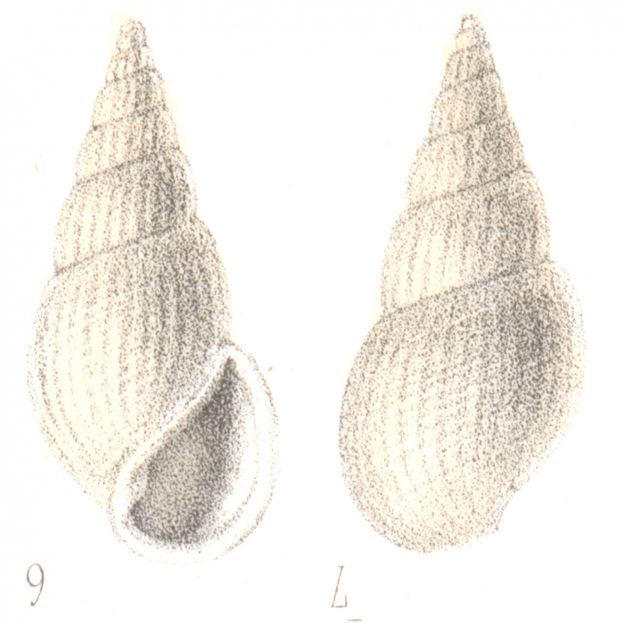 Rissoina mohrensterni Deshayes, 1863 Rissoina mohrensterni Deshayes, 1863