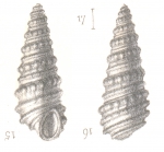 Rissoina insolita Deshayes, 1863