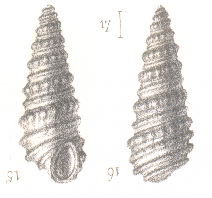 Rissoina insolita Deshayes, 1863 Rissoina insolita Deshayes, 1863