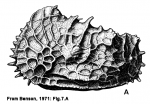 Abyssocythere casca Benson, 1971 - Holotype's left valve (From Benson, 1971: Fig. 7.A)