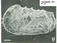 Holotype of Abyssocythere pannucea Benson, 1971: Pl. 2.9