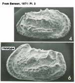 Abyssocythere trinidadensis van den Bold (Photos from Benson, 1971: Pl 3.4, 3.6)