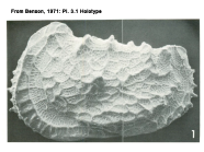 Holotype of Abyssocythere atlantica from Benson, 1971 Pl. 3.1