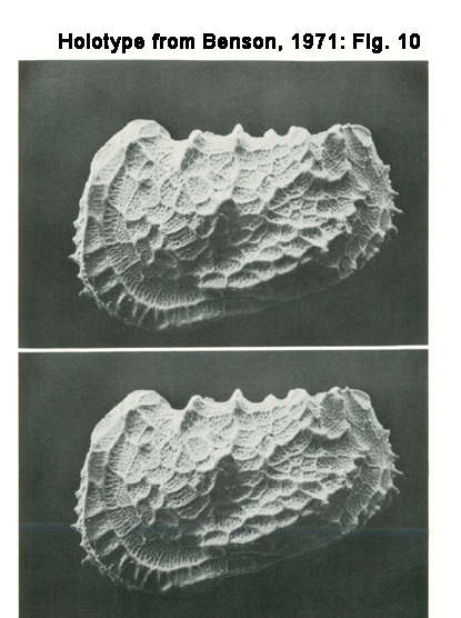Abyssocythere atlantica Benson, 1971 Fig. 10