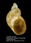 Succineidae