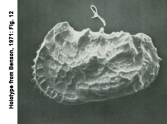Holotype of Abyssocythere autralis from benson, 1971: Fig 12