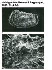 Holotype from benson & Peypouquet, 1983 Pl 4.1-3