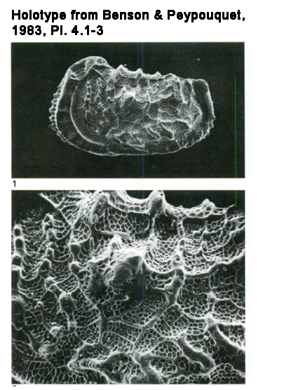Holotype from Benson &amp; Peypouquet, 1983 Pl 4.1-3