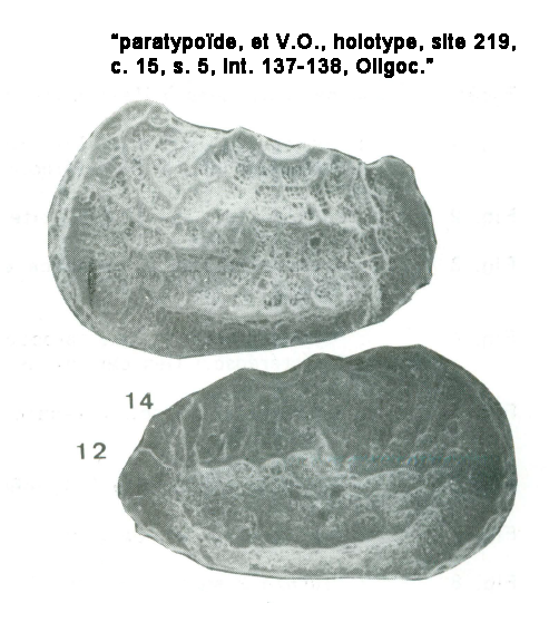 Abyssocythere diagrenora (Gernet, 1985, Pl. 4.12-14)