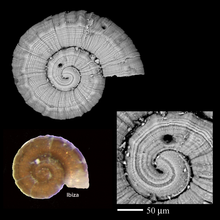 Ammonicera superstriata Ammonicera superstriata