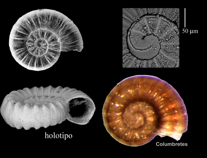 Ammonicera columbretensis Ammonicera columbretensis
