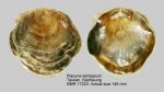 Placuna ephippium