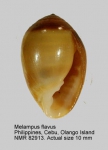 Melampus flavus