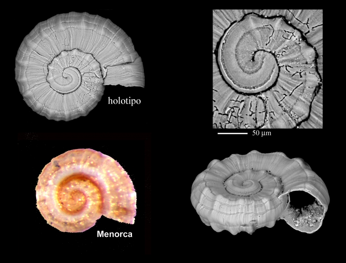 Ammonicera nodulosa Ammonicera nodulosa