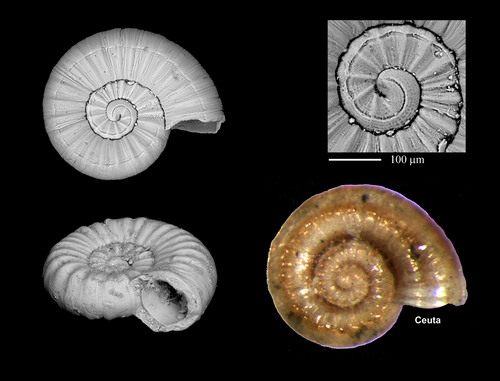 Ammonicera rota