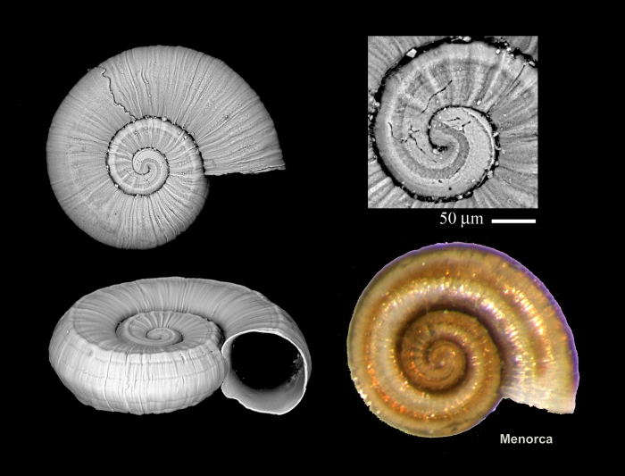 Ammonicera fischeriana Ammonicera fischeriana