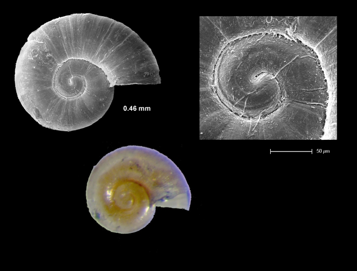 Ammonicera galaica Ammonicera galaica