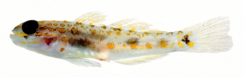 Coryphopterus curasub