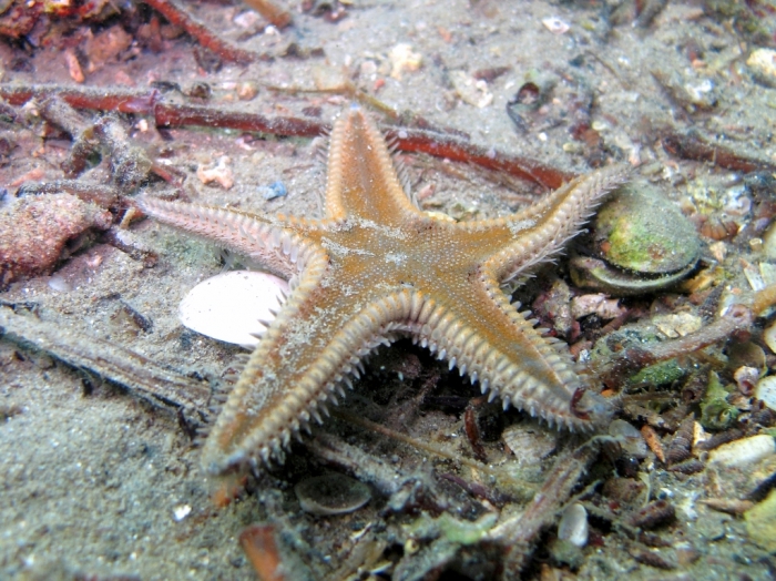 Astropecten spinulosus Astropecten spinulosus