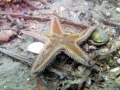 Echinodermata (echinoderms)