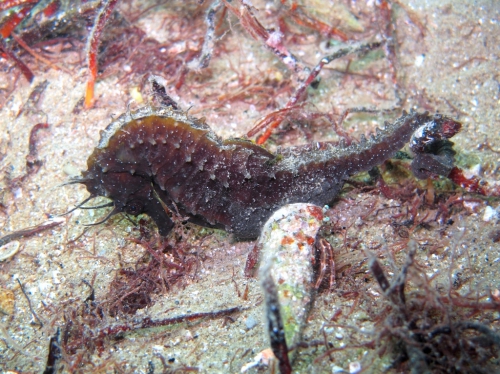 Hippocampus guttulatus