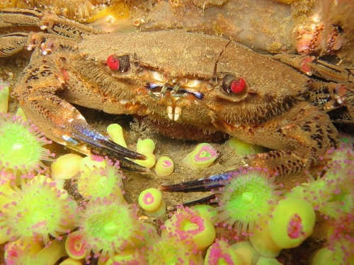 Polybius (Necora) puber (Linnaeus, 1767) and Corynactis sp.