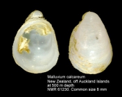 Malluvium calcareum