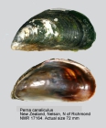 Perna canaliculus