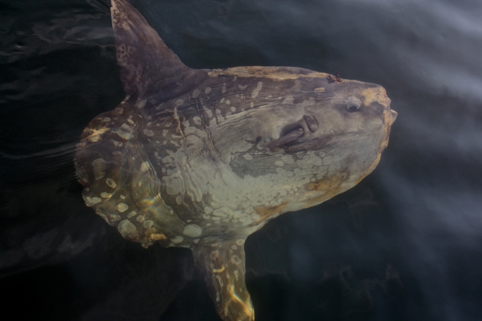 Sunfish - Mola mola Sunfish - Mola mola