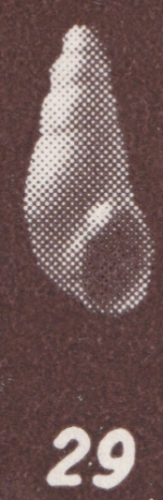 Zebina zitteli Szöts, 1953