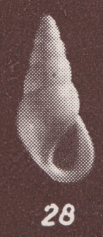 Zebina hungarica Szöts, 1953