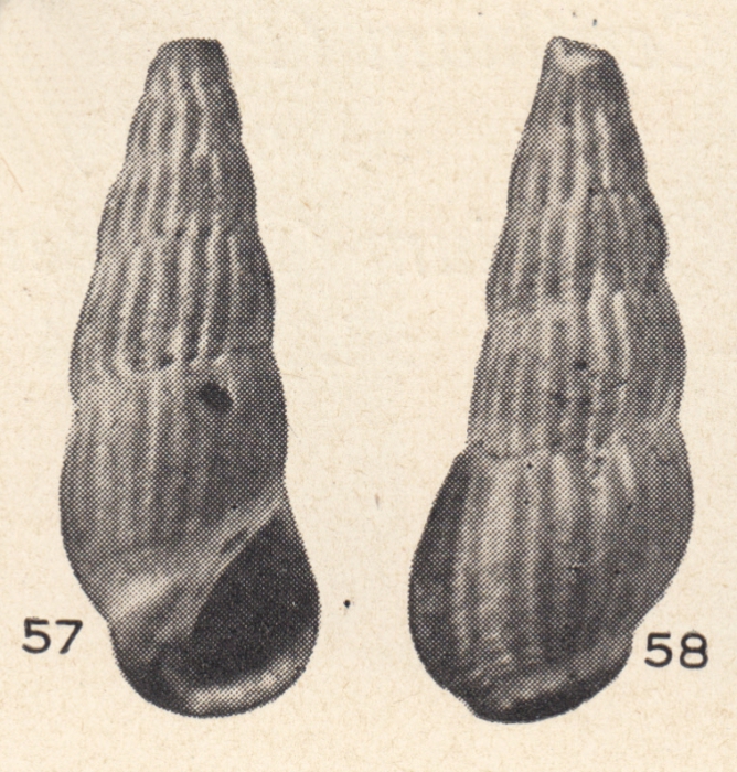 Rissoina semari Beets, 1941 Rissoina semari Beets, 1941