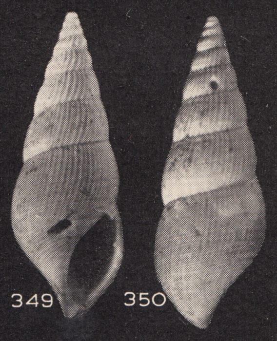 Zebinella fragileplicata (Beets, 1941)