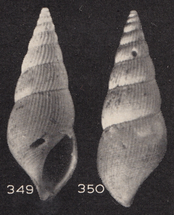 Zebinella fragileplicata (Beets, 1941) Zebinella fragileplicata (Beets, 1941)