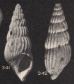 Mollusca (molluscs)