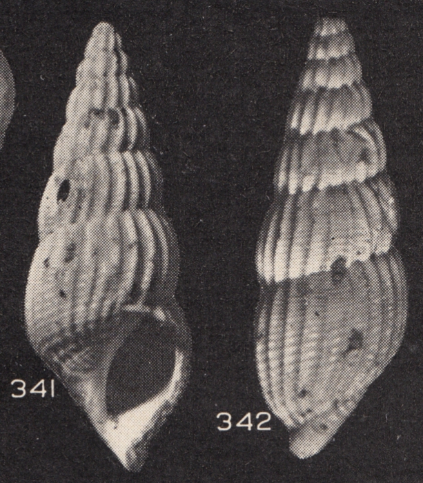 Rissoina ramai Beets, 1941 Rissoina ramai Beets, 1941