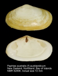 Paphies australis