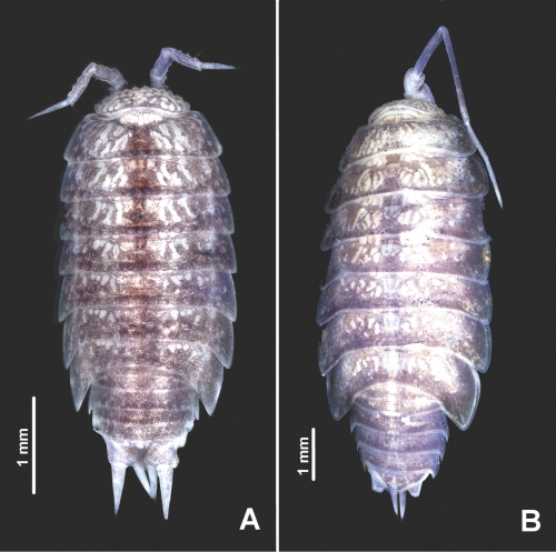 Styloniscus manuvaka