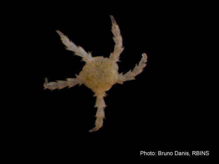 Juvenile brittle-star Juvenile brittle-star