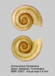 Ammonicera fischeriana