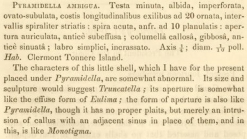 Original description of Rissoina ambigua (Gould, 1849)