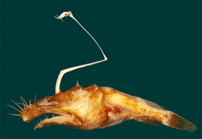 Lasiognathus dinema