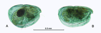 Archiconchoecia (Archiconchoecia) striata G.W. Müller, 1894 