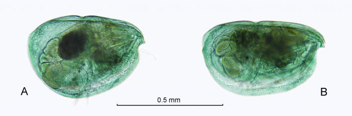 Archiconchoecia (Archiconchoecia) striata G.W. Müller, 1894 