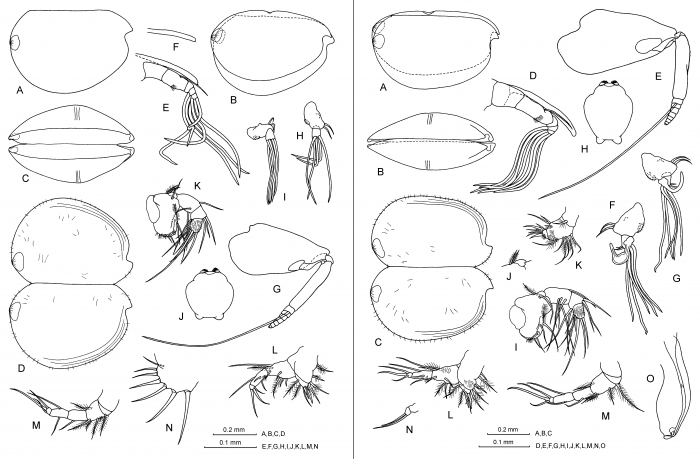 Archiconchoecia (Archiconchoecia) striata G.W. M�ller, 1894 