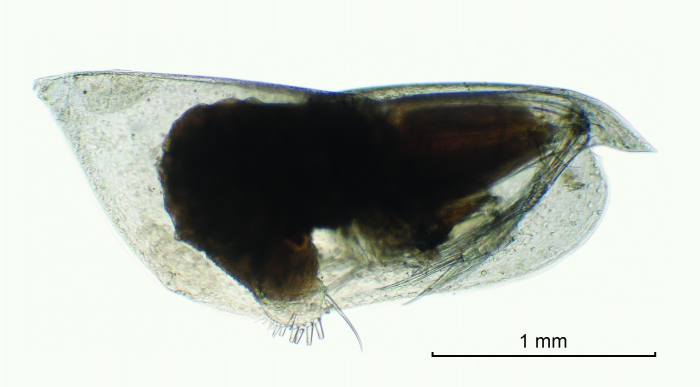 Conchoecetta acuminata Claus, 1890 Conchoecetta acuminata Claus, 1890