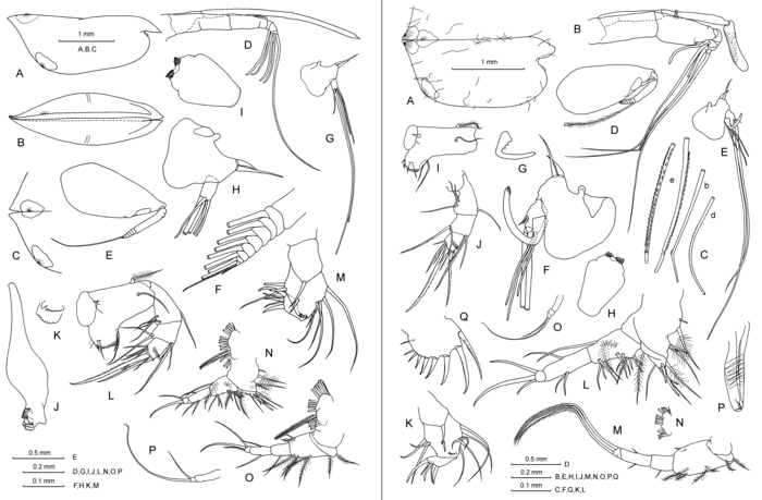 Conchoecetta acuminata Claus, 1890 Conchoecetta acuminata Claus, 1890