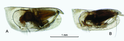 Conchoecetta giesbrechti (G.W. Mler, 1906)